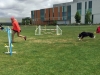 Karey Krauter and border collie Dig
